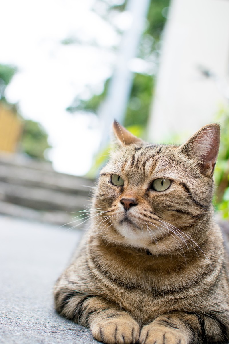 地域猫